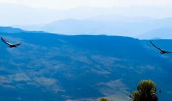 Ilika y Dasan: los cóndores andinos que ayudaron a descubrir las zonas clave para proteger a su especie | Mongabay