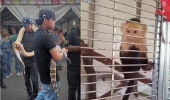 Capturan en el Zócalo un mono, un caimán y una serpiente en transporte ilegal | Video