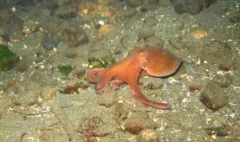 El sufrimiento del Pulpo Maya: Canibalismo y alta mortalidad en la primera granja de cría en México