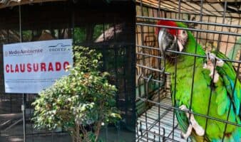 Por bajo peso y estrés, Profepa clausura parque Temazcal Zovic de Morelos