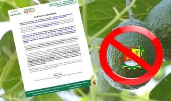 APEAM desmiente certificación de exportación de aguacate nayarita