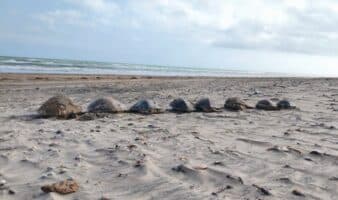 Alarma ambiental en Playa Bagdad por 500 tortugas marinas muertas