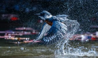 Concurso Audubon 2026 invita a fotógrafos de América a retratar aves; premio mayor es expedición antártica