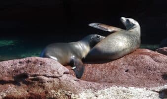 Refuerzan rescate de lobos marinos: Profepa y Cabet amplían colaboración