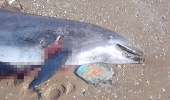 Tamaulipas | Hallan delfín muerto por uso ilegal como carnada de tiburón