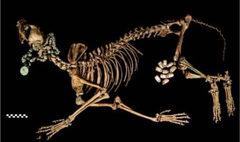 ¿Cómo vivían los animales en Tenochtitlan?... un libro te responde