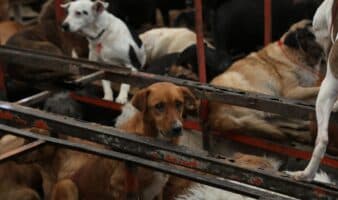 Perros y gatos son 'rehenes' de disputa entre Fundación Haghenbeck y Refugio Franciscano: Va por sus Derechos