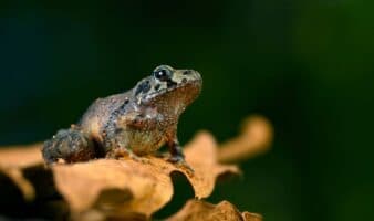 Anfibios, los vertebrados más vulnerables al cambio climático