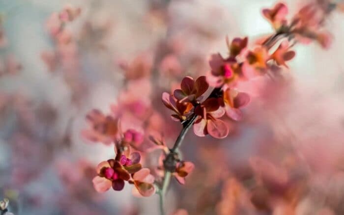 Concentraciones de CO2 en la atmósfera favorecen a plantas leñosas en el Sahara: Estudio