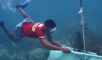 Más de 200 personas monitorean al mismo tiempo y en cuatro países el Sistema Arrecifal Mesoamericano, el segundo más grande del mundo