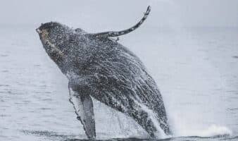 Ocean Futures Society exige a Semarnat acciones urgentes por muerte de ballenas jorobadas en Bahía de Banderas