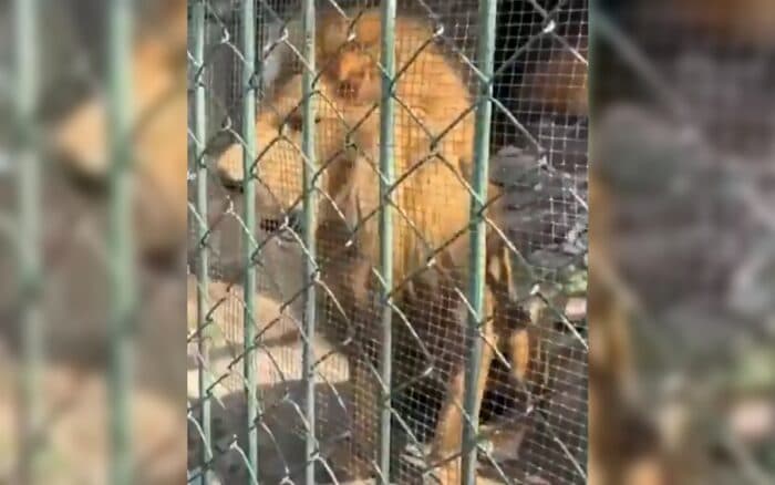 Captan a león vomitando aparentes parásitos en zoológico de Nezahualcóyotl | Video
