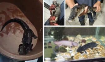 Cocodrilo, ajolotes y droga, asegurados tras cateo a una casa de seguridad en la Venustiano Carranza