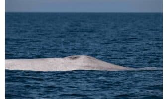 Captan a ballena azul con albinismo en Baja California Sur