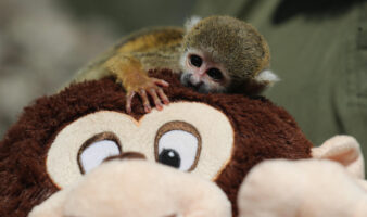 El 'Punch' peruano: Rescatan a mono fraile del tráfico de animales en la Amazonía