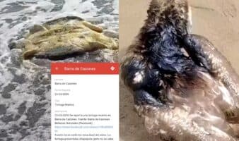 Así puedes denunciar afectaciones al medio ambiente por derrame petrolero en el Golfo de México