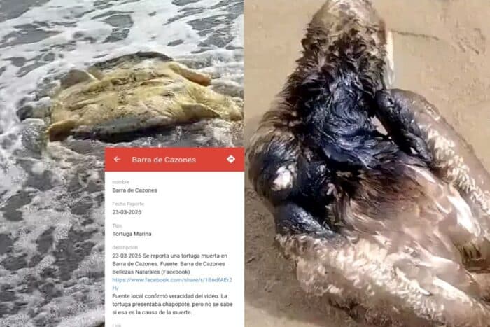 Así puedes denunciar afectaciones al medio ambiente por derrame petrolero en el Golfo de México