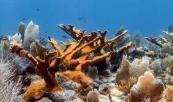 Las matronas de corales: científicas en México logran arrecifes más resistentes en sus laboratorios