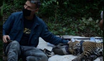 Del jaguar a las playas y humedales: los logros ambientales de Erik Saracho, defensor atacado en México