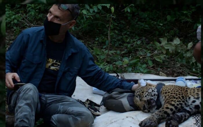 Del jaguar a las playas y humedales: los logros ambientales de Erik Saracho, defensor atacado en México