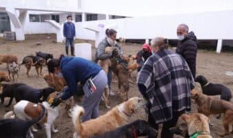 Refugio Franciscano asegura que no pueden darse en adopción los animales asegurados durante operativo