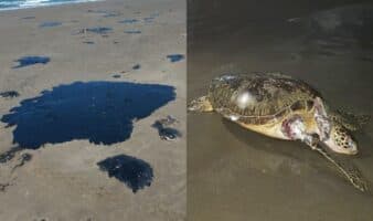 ‘Sigue llegando chapopote mortífero’; comunidades documentan afectaciones por derrame en el Golfo de México