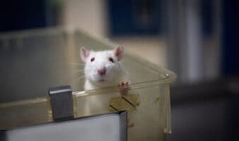 Día Mundial de los Animales en Laboratorios: el costo oculto de la ciencia