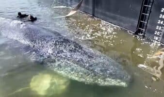 Ballena que dejarían morir en Alemania siempre sí será rescatada | Video