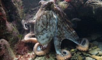 Los pulpos poseen capacidad sensorial en un brazo reproductor para detectar hembras