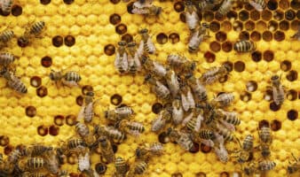 Las abejas también entienden el ritmo: descubren su capacidad para reconocer patrones