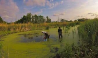 Chernóbil: la biodiversidad se recupera tras 40 años del desastre nuclear