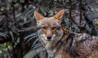 Crónicas de un Naturalista: el día que conocí a un coyote