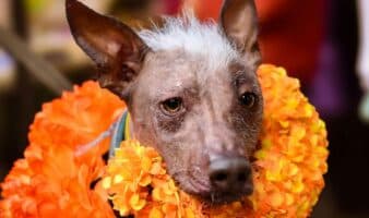 Diputados aprueban crear el Día Nacional del Xoloitzcuintle