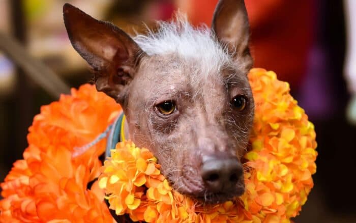 Diputados aprueban crear el Día Nacional del Xoloitzcuintle