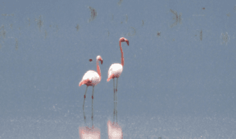 Visitantes rosados en Yuriria, Guanajuato | iNaturalistMx