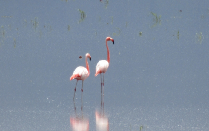 Visitantes rosados en Yuriria, Guanajuato | iNaturalistMx