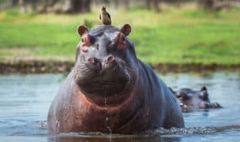 Colombia matará a hipopótamos de Pablo Escobar