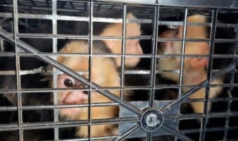 Rescatan a 10 monos capuchinos trasladados ilegalmente en carretera de Tabasco; detienen a conductor