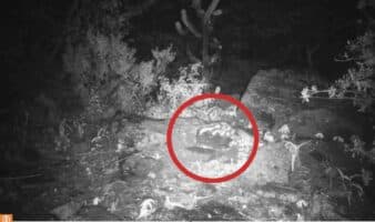 CONANP exhibe fauna de 159 áreas en visor de México