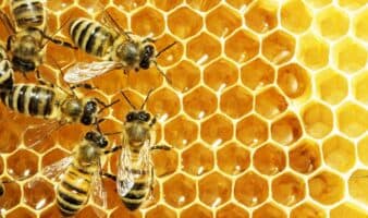 Abejas en México: cambio climático y pesticidas amenazan la apicultura