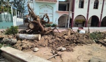 Denuncian otro ecocidio, ahora en Oaxaca; alcalde taló árboles para 'obra deportiva'