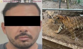 Nuevo León | Cae líder de una facción del Cártel del Noroeste ligado a huachicol; resguardan 7 tigres