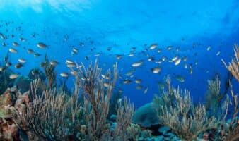 104 países comprometen 6,400 millones para los océanos