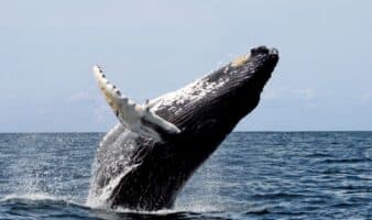 Islandia reanuda la caza de ballenas tras dos años