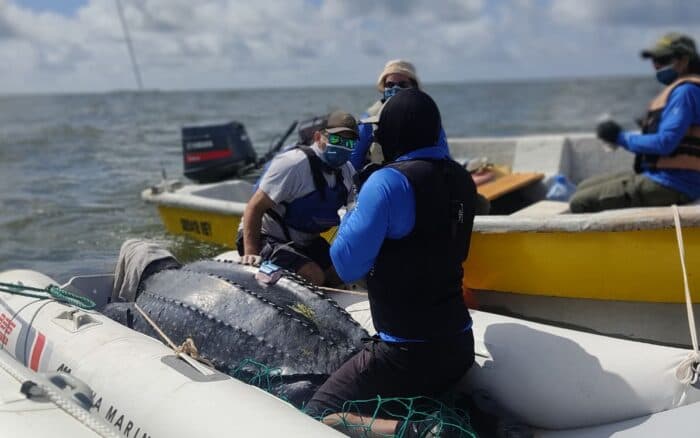 Día Mundial de las Tortugas Marinas: tres historias dan esperanza en AL | Mongabay Latam