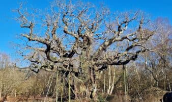Major Oak, el árbol de Robin Hood, podría haber muerto