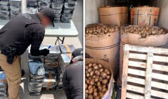 Hallan casi una tonelada de metanfetamina oculta en un cargamento de jícamas