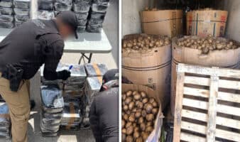 Hallan casi una tonelada de metanfetamina oculta en un cargamento de jícamas