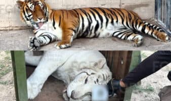 Tras denuncia de hombres armados y animales exóticos, FGR rescata tigres de bengala y ocelote