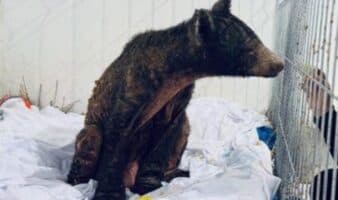 Murió la osa Mina de un paro cardiorrespiratorio